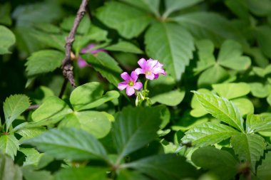 Yonca ve ölü yapraklarda yetişen iki menekşe çiçeği.