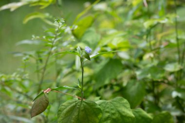 Büyüyen bitkilerden oluşan bir yatakta tek bir menekşe çiçek açar.
