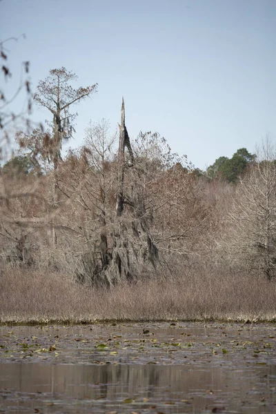 Red and brown marsh plants and trees a the edge of a lake