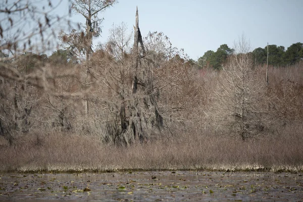 Red and brown marsh plants and trees a the edge of a lake