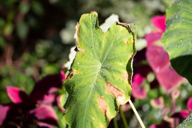 Fil kulaklı bitkinin büyük yeşil yaprağı.