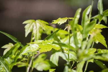 Bir demet yeşil yapraklı bitki bir arada büyür.