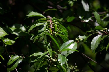 Yeşil, sağlıklı bir çalılıkta yetişen yeşil meyveler.