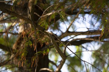 İğnelerinin çoğunu kaybetmiş bir selvi ağacı.