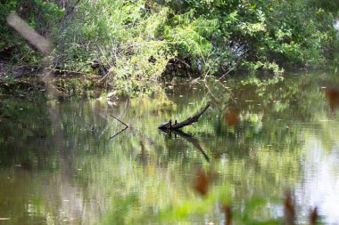 Sudaki bir dalda kırmızı kulaklı kaydırıcı (Trachemys script ta elegans)
