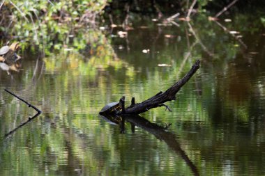 Sudaki bir dalda kırmızı kulaklı kaydırıcı (Trachemys script ta elegans)