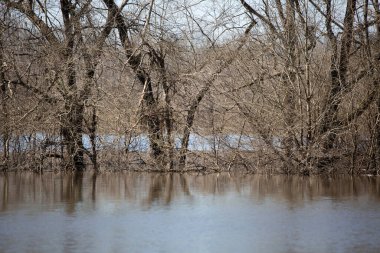 Gölün sığ sularında yetişen ağaçlar
