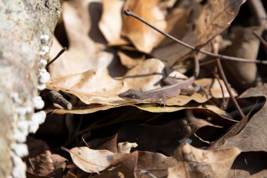 Kahverengi aşamalı yeşil anol (Anolis carolinensis) kurumuş yaprak yığınında saklanır