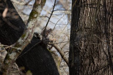 Sincap ağaç gövdesinde atıştırıyor.