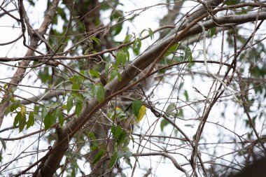 Bir ağaç dalında yiyecek arayan sincap.