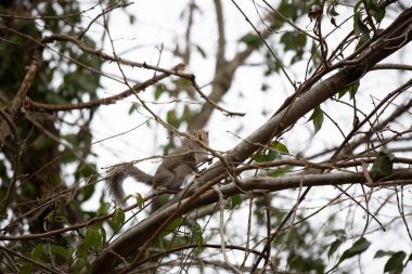 Meraklı sincap tüneğinden bir ağaç dalına bakıyor.