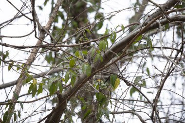 Bir ağaç dalında yiyecek arayan sincap.