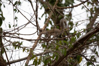 Bir dikkatli sincap ağaç dalları arasında ustalıkla hareket ediyor.