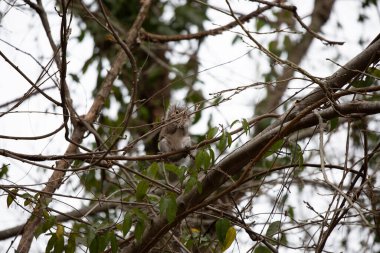 Soğuk bir günde atıştırmalık yiyen kısmen gizli bir sincap.