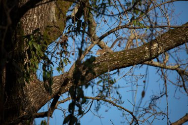 Güzel bir günde bir ağaç dalında sincap.