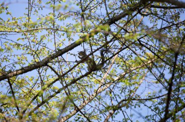 Sincap güzel bir günde bir şeyler atıştırıyor.