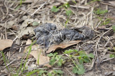 Yerdeki kır saçlı çakal dışkısı.