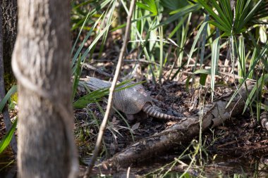 Dokuz bantlı armadillo (Dasypus novemcinctus) derenin yakınındaki böcekleri arıyor