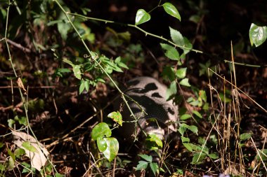 Bulanık dokuz bantlı armadillo (Dasypus novemcinctus) dikenli sarmaşıkların arkasındaki bir metrede böcek arıyor.