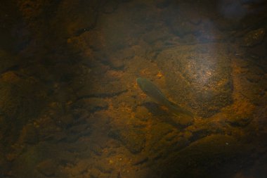 Sığ, yavaş akan bir derede yüzen genç balıklar