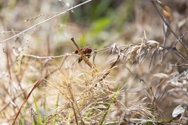 Kurumuş çim yaprakları üzerindeki kağıt eşekarısı (Polistes carolina) tehlikeli bir şekilde çam ağacının tepesine çıkar.