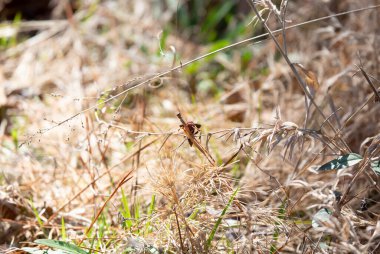 Kurumuş ot yaprakları üzerinde kağıt eşekarısı (Polistes carolina)