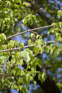 Kırmızı benekli mor kelebek (Limenitis arthem) yeşil yapraklarla dolu bir dalda kısmen gizlidir