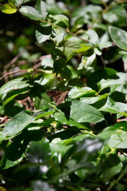 Yeşil bir yaprağın üzerinde dinlenen bir kelebek