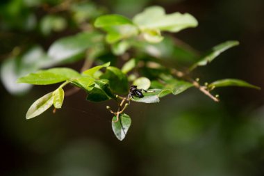Yeşil bir yaprağın üzerinde Organ borusu çamur dauber (Trypoxylon politum)