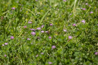 Bal arısı (Apis) güzel, mor bir kır çiçeğini döllüyor