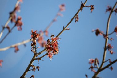 Bal arısı (Apis) kısmen çıplak bir bacağa kırmızı bir çiçek açarken, ikinci bir arı ağaçta başka bir çiçek açar.