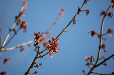 Bal arısı (Apis) kısmen çıplak bir bacakta güzel kırmızı çiçekler açar