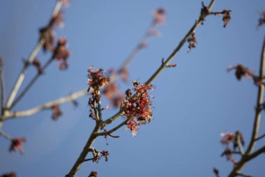 Bal arısı (Apis) kısmen çıplak bir bacakta güzel kırmızı çiçekler açar