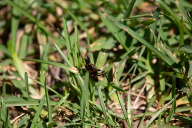 Güneydoğu Lubber Çekirgesi (Romalea microptera) bir çimene tırmanıyor