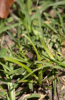 Güneydoğu Lubber Çekirgesi (Romalea microptera) bir çimene tırmanıyor