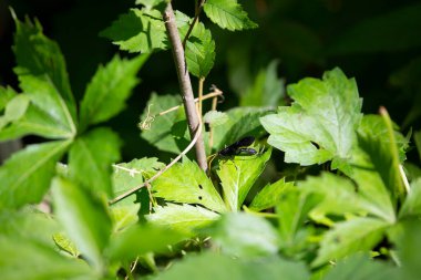 Yeşil bir plan üzerine eğilmiş kalkanlı kuşatma yaban arısı (Gnamptopelta obsidianator)
