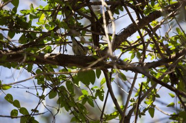 Meraklı dişi sarı popolu ötleğen (Setophaga coronata) tüneğinden bir dala bakıyor