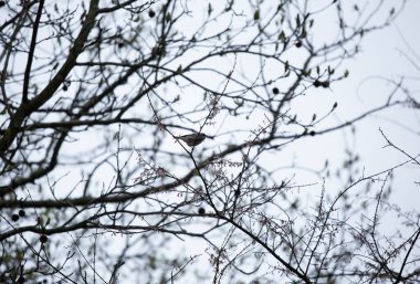 Dişi ötleğen ötleğeni (Setophaga coronata) bir uzvun üzerindeki tünekten dışarı bakıyor.