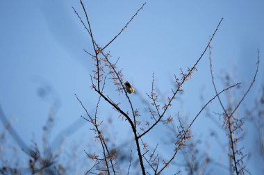 Sarı popolu ötleğen (Setophaga koronata) bir dala heybetli bir şekilde tünemiştir.