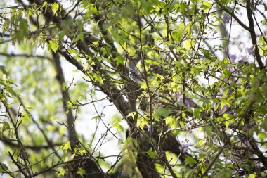 Erkek sarı popolu ötleğen (Setophaga coronata) kolundan dışarı bakıyor.