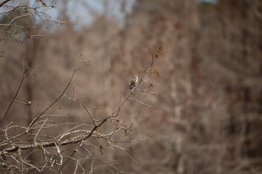 Dişi ötleğen ötleğeni (Setophaga coronata) merakla etrafa bakıyor