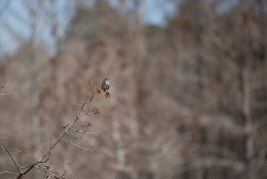 Dişi ötleğen ötleğeni (Setophaga coronata) merakla etrafa bakıyor