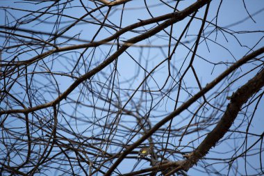 Sarı popolu ötleğen (Setophaga koronata) ağaçtan uçuyor