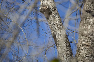 Erkek sarı karınlı samur (Sphyrapicus varius) bir ağaç dalının kenarında asılıdır.