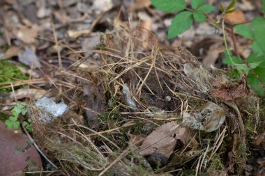 Carolina Wren (Thryothorus ludovicianus) yuvası bir posta kutusundan çıkarılıp yere bırakılır.