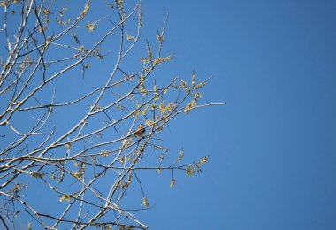 Beyaz boğazlı serçe (Zonotrichia albicollis) bir ağacın tepesine bakar.