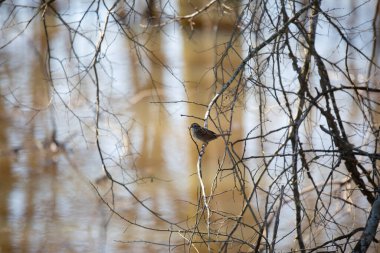 Serçe derenin üzerindeki bir dala tünemiş.
