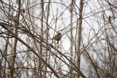 Meraklı beyaz boğazlı serçe (Zonotrichia albicollis) bulutlu, soğuk bir günde çıplak ayaklara tünemiştir.