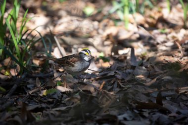 Beyaz boğazlı serçe (Zonotrichia albicollis) gölgede öğle yemeği yiyor