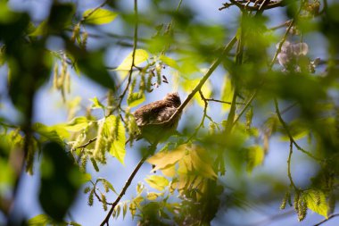 Beyaz boğazlı serçe (Zonotrichia albicollis) güzel bir günde başka tarafa bakıyor